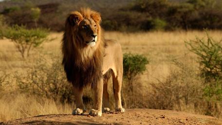 Majestic Indian Lion in Natural Habitat wallpaper