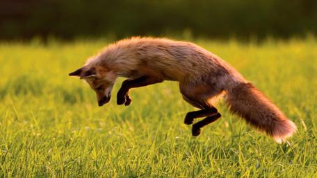 Fox in Flight A Moment of Pure Grace wallpaper