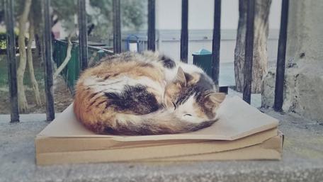 Sleeping Cat on Warm Cardboard wallpaper