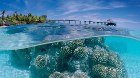 Vibrant Coral Reef Under Clear Waters wallpaper