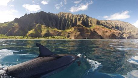 Dolphin at Kauai's Majestic Shores wallpaper