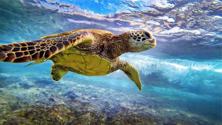 Majestic Sea Turtle Gliding Underwater wallpaper