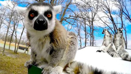 Joyful Lemurs in a Sunlit Park wallpaper