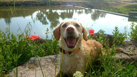 Joyful Dog by the Water's Edge in Nature Scene wallpaper