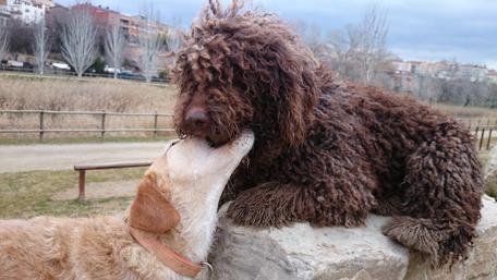 Adorable Dogs Sharing Love Moments wallpaper