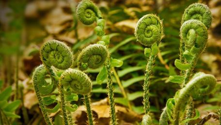Fern Fronds in Springtime Splendor wallpaper