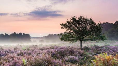Misty Sunrise Over Flowery Field wallpaper
