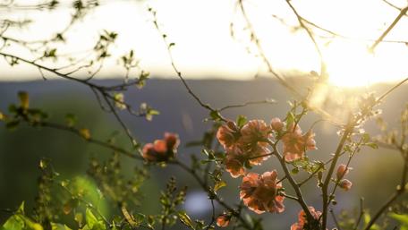 Dreamy Dawn in a Countryside Paradise wallpaper