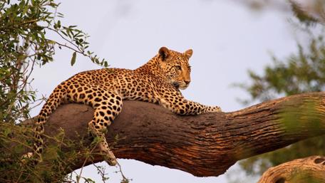 Majestic Leopard Resting on a Tree Branch wallpaper