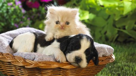 Puppy and Kitten Cozy in a Basket wallpaper