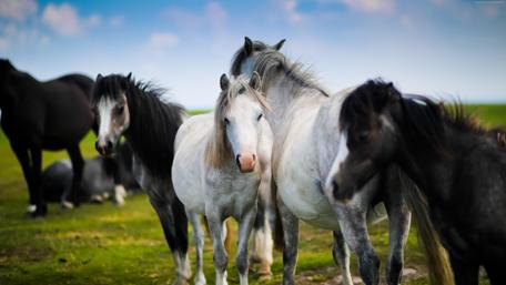 Majestic Horses in Lush Green Fields wallpaper