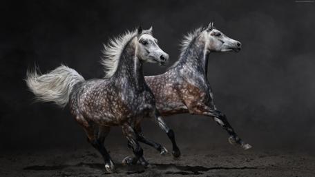Majestic Galloping Horses in 4K wallpaper