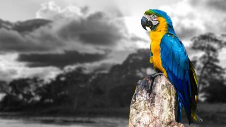 Vibrant Parrot Amongst a Monochrome Landscape wallpaper