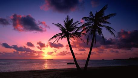 Tropical Sunset Bliss wallpaper