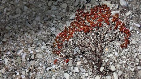 Vibrant Tree Amidst Rocky Terrain wallpaper