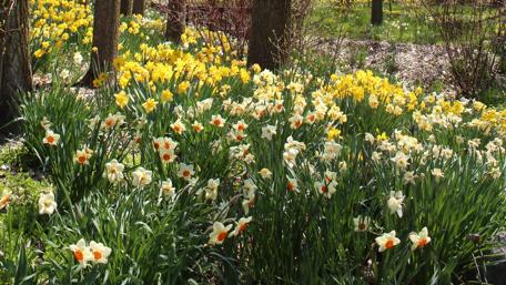 Vibrant Meadow of Daffodils in Bloom wallpaper