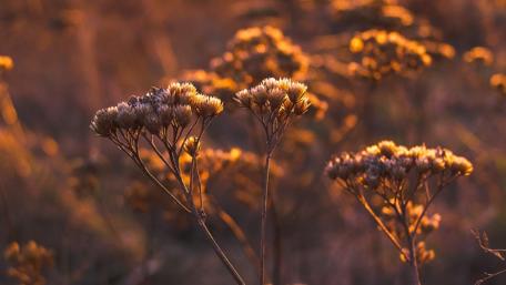 Golden Glow of Dry Flowers in Sunset Light wallpaper
