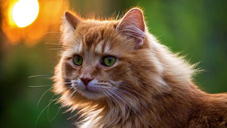 Golden Fluffy Cat in Sunset Light wallpaper