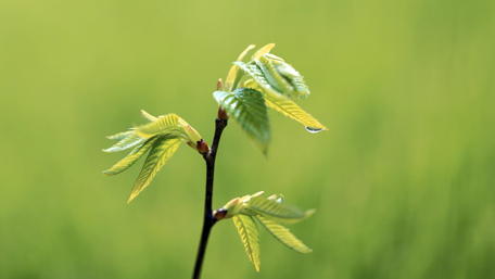 Vibrant New Leaves in Nature's Embrace wallpaper