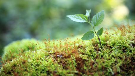 Lush Greenery Captured in Nature's Embrace wallpaper