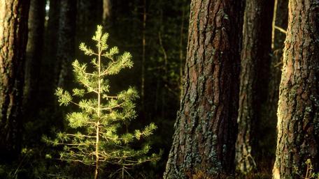 Silent Strength of Nature's Growth wallpaper