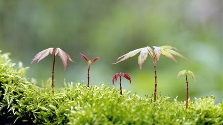 Delicate New Growth on Lush Moss wallpaper