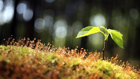 Nature's Growth in Focus wallpaper
