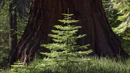 Majestic Sequoia and its Vibrant Young Neighbor wallpaper