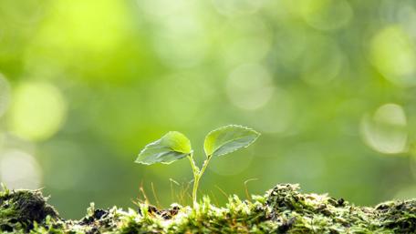Refreshing Greenery in Soft Focus wallpaper