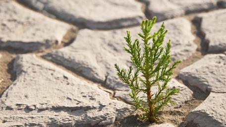Resilience of Nature Amidst Adversity wallpaper