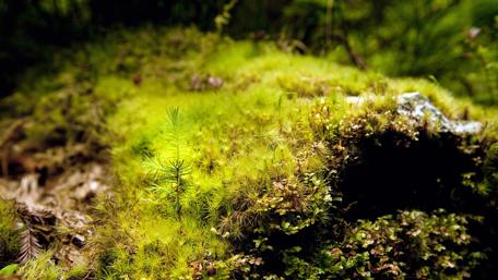 Lush Moss Carpet in Nature's Embrace wallpaper