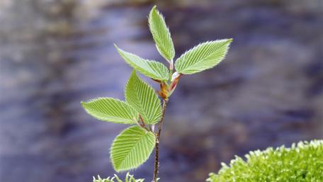 Fresh Green Leaves in Nature's Embrace wallpaper