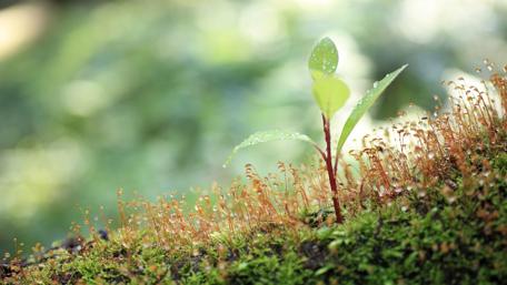 Emerging Life in Nature's Embrace wallpaper