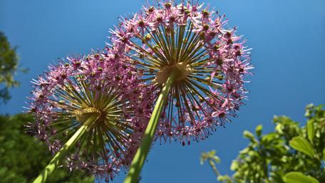 Vibrant Blooms Under a Clear Sky wallpaper
