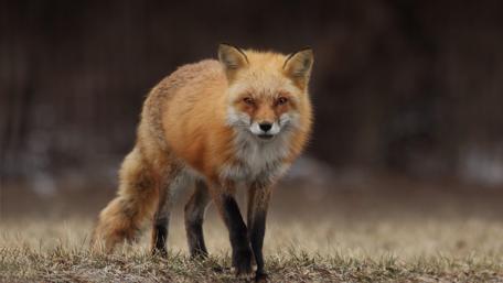 Majestic Fox in Nature's Embrace wallpaper