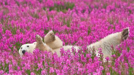 Polar Bear Bliss in Blossom Field wallpaper
