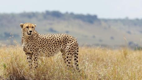 Cheetah's Grace in the Savanna wallpaper