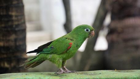Parrot Perched in Lush Greenery wallpaper