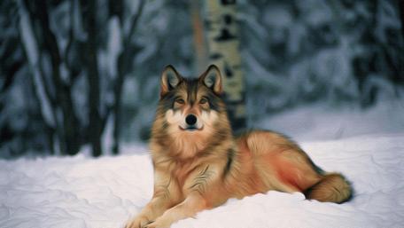 Elegant Wolf Relaxing in a Winter Landscape wallpaper