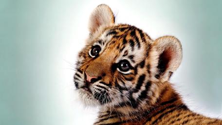 Adorable Tiger Cub in Focus wallpaper