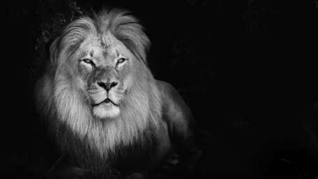 Majestic Monochrome Lion in Serenity wallpaper