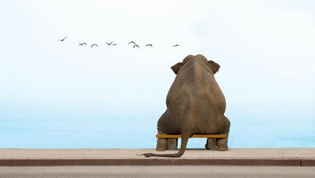 Elephant's Seaside Contemplation wallpaper