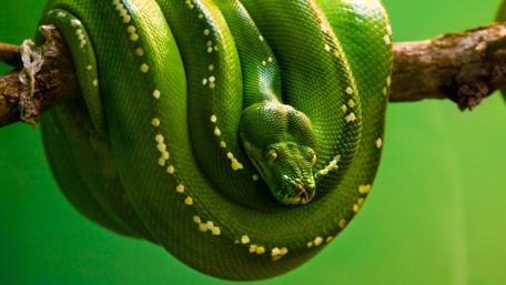 Vibrant Green Snake on a Branch wallpaper