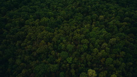 Lush Green Forest Canopy View Above wallpaper