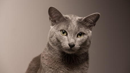 Elegant Portrait of a Russian Blue Cat wallpaper