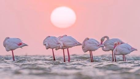 Flamingos at Sunset wallpaper