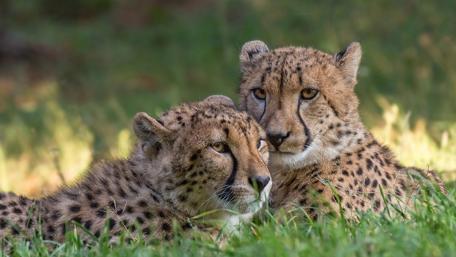 Gentle Companions of the Wild wallpaper