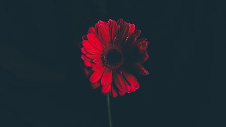 Red Gerbera in the Dark wallpaper