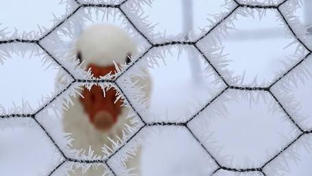 Frosty Goose Behind a Winter Fence wallpaper