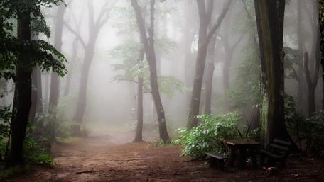 Enchanted Twilight Pathway in the Forest wallpaper